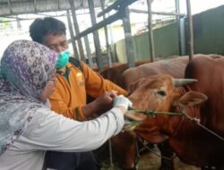 Distan Kobar Lakukan Pengawasan Ketat ke 3.000 Hewan Kurban