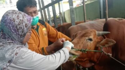 Distan Kobar Lakukan Pengawasan Ketat ke 3.000 Hewan Kurban