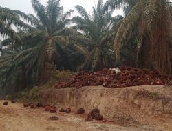 Tetap Panen Tanpa Bayar SHK, PT. AGU Dituding Wanprestasi