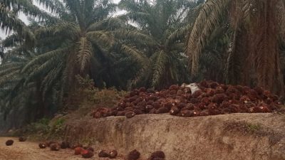 Tetap Panen Tanpa Bayar SHK, PT. AGU Dituding Wanprestasi