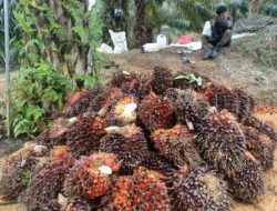 PT. PSP Buka Suara Soal Tolak Buah Warga, Sebut Murni Seleksi Kualitas Bukan Melarang