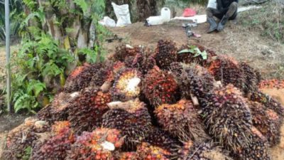 PT. PSP Buka Suara Soal Tolak Buah Warga, Sebut Murni Seleksi Kualitas Bukan Melarang